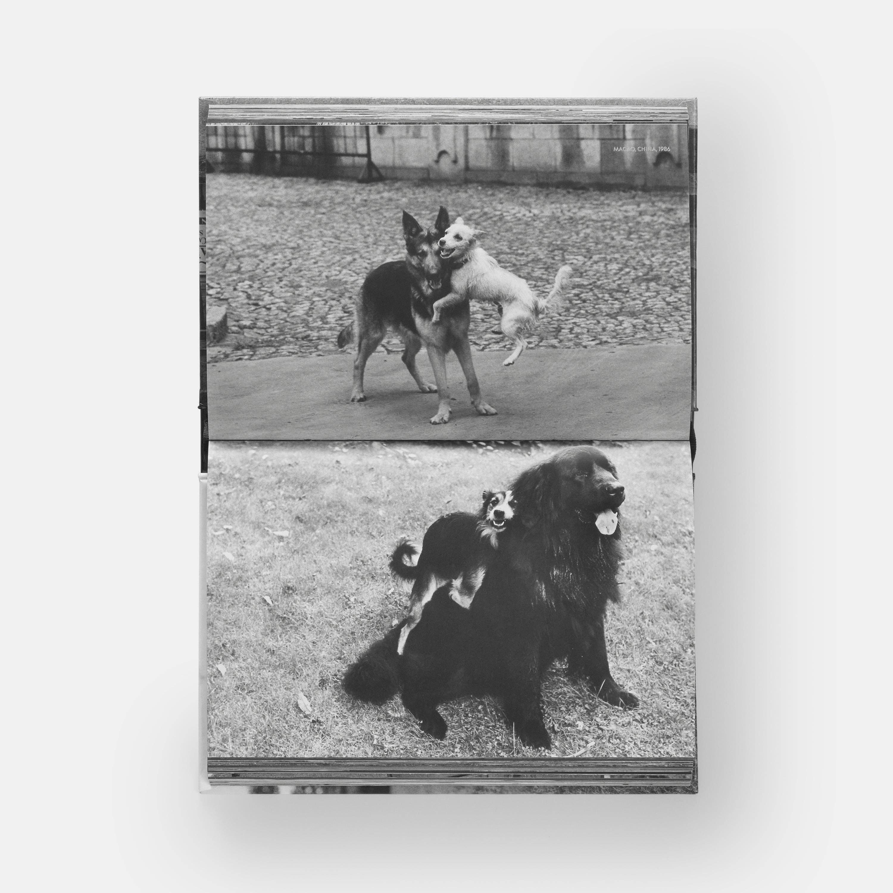 DogsDogs by Elliott Erwitt