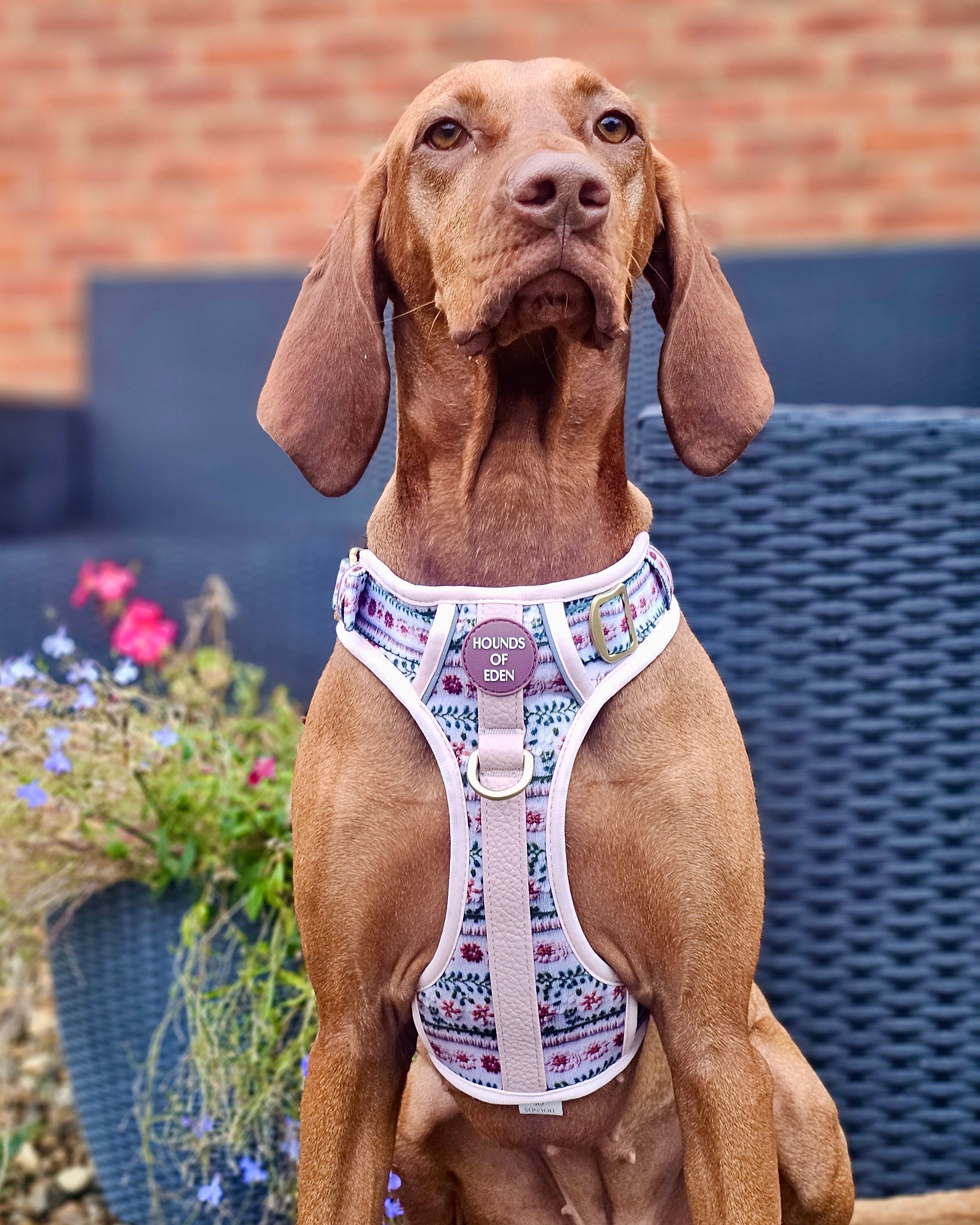 Bella's Jumper Dog Collar + Tag Holder