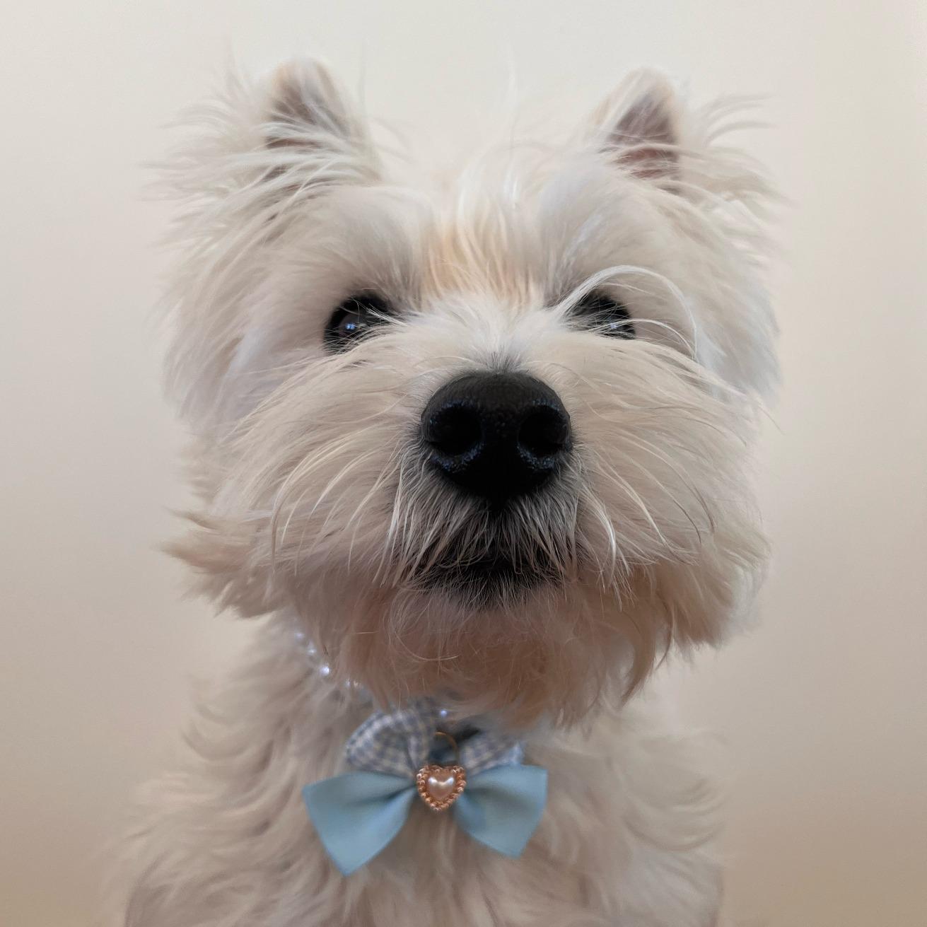 Princess Pearl Pet Necklace – Blue Bow with Heart Pearl Pendant | Cute Pet Accessory