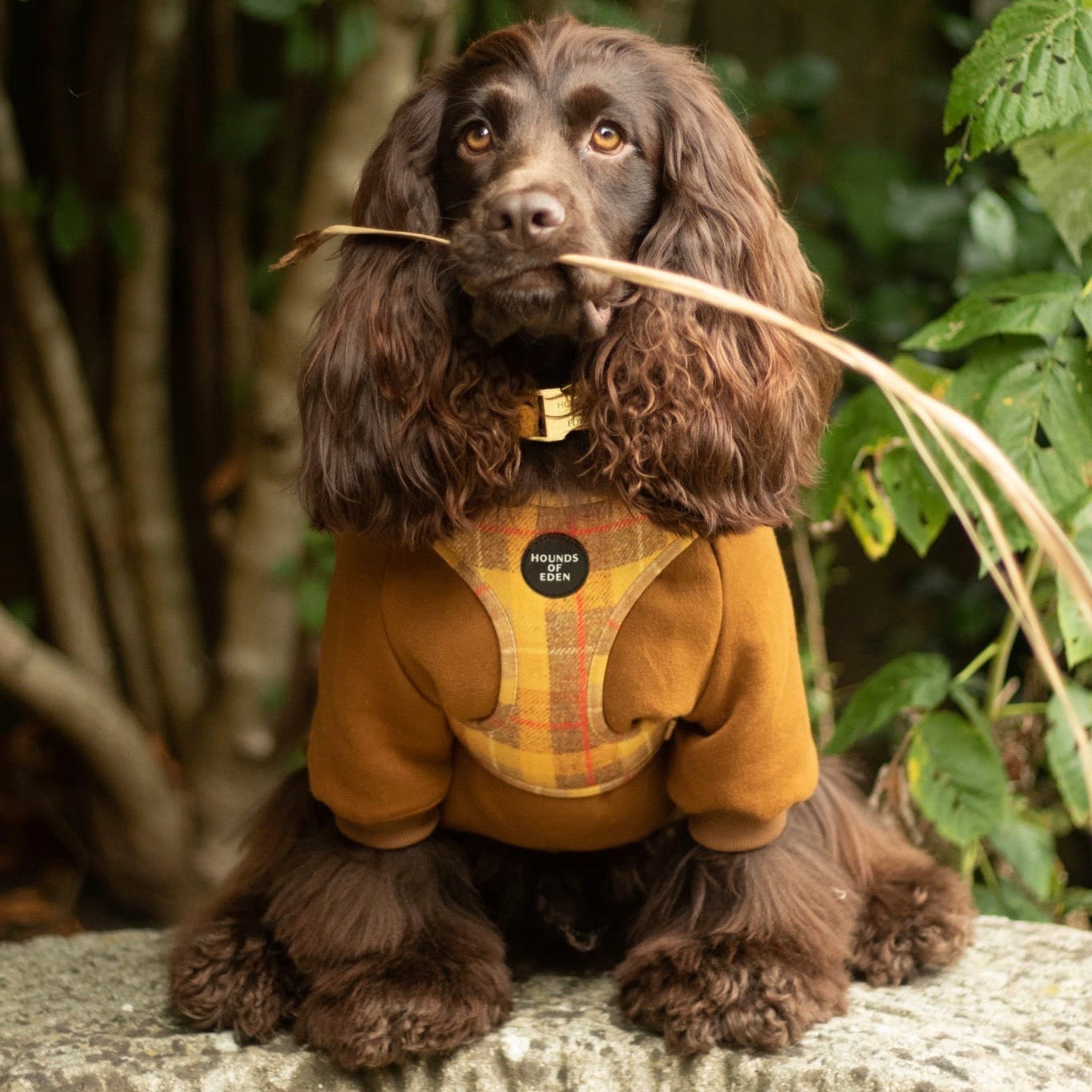 Dog Hoodie - Light Teal