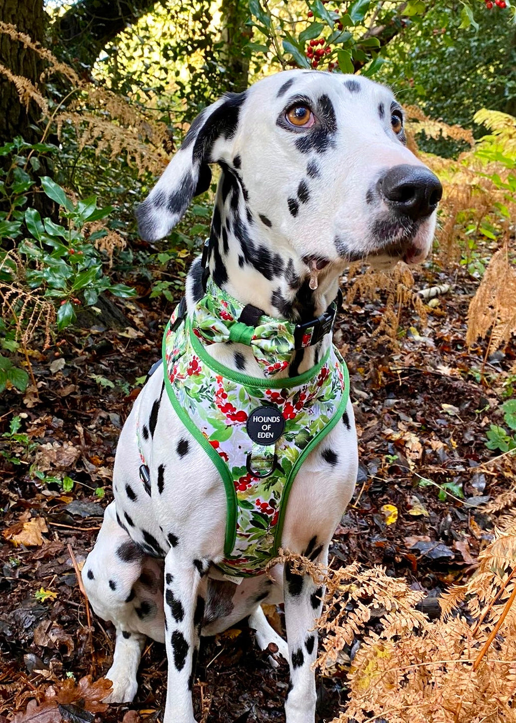 Winter Spruce & Berries Design Dog Lead