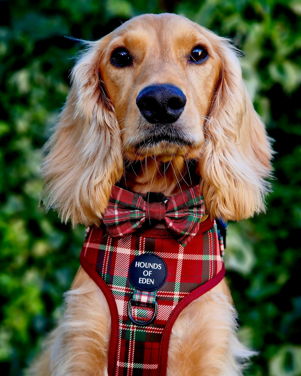Tartan Me Up - Red & Cream Tartan Dog Snood