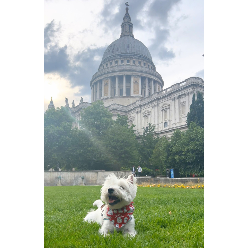 London Dog Attitude Bandana - Unique Dog Signature (2025 Version)