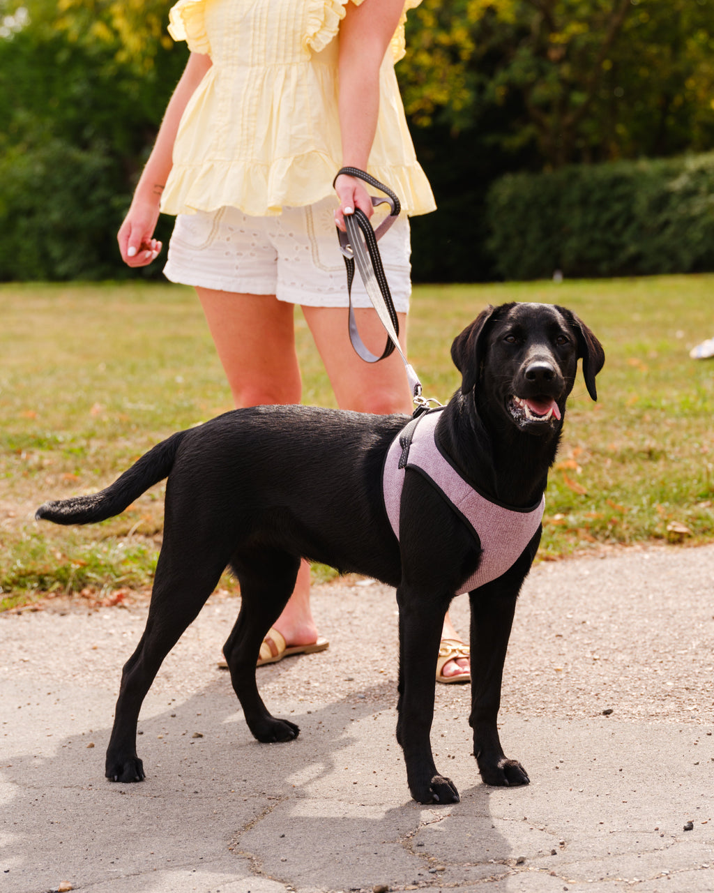 Soho Poms x Bowl & Bone Republic Mayfair Harness - Lily