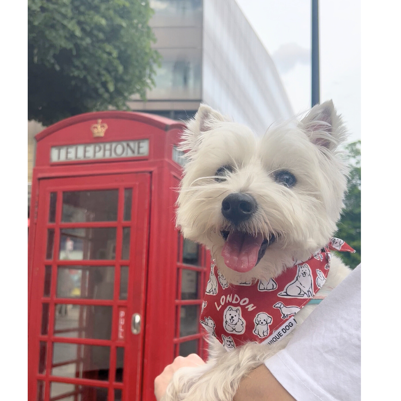 London Dog Attitude Bandana - Unique Dog Signature (2025 Version)