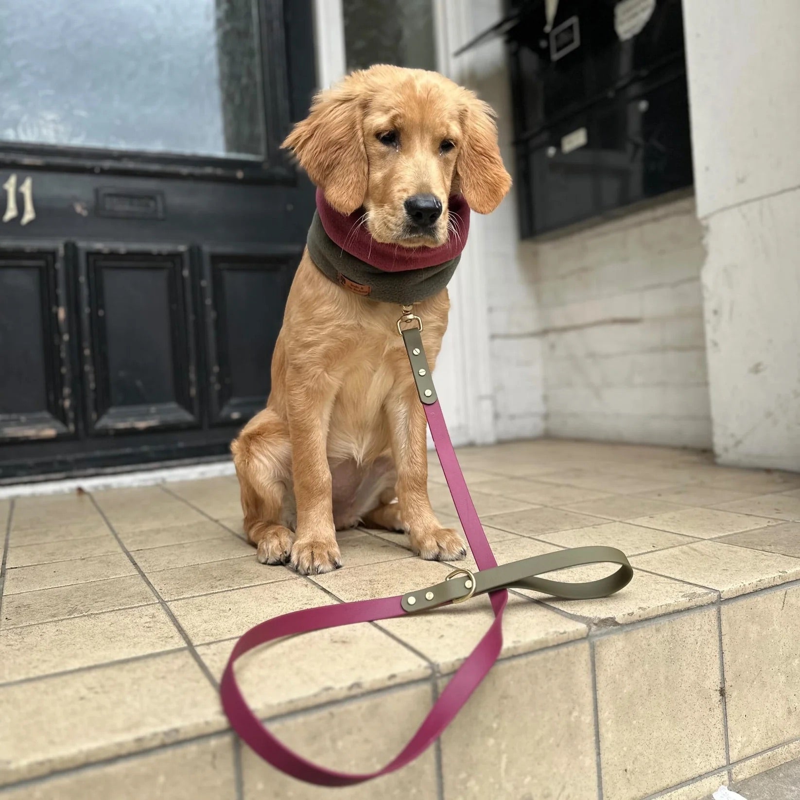 Dottie Wine & Olive Colour Block Collar