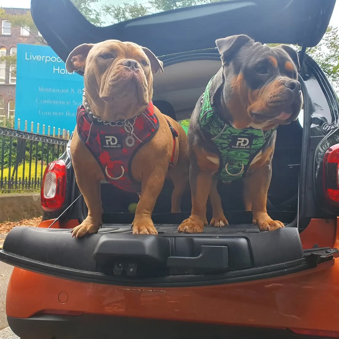 Comfort Harness Red Camo