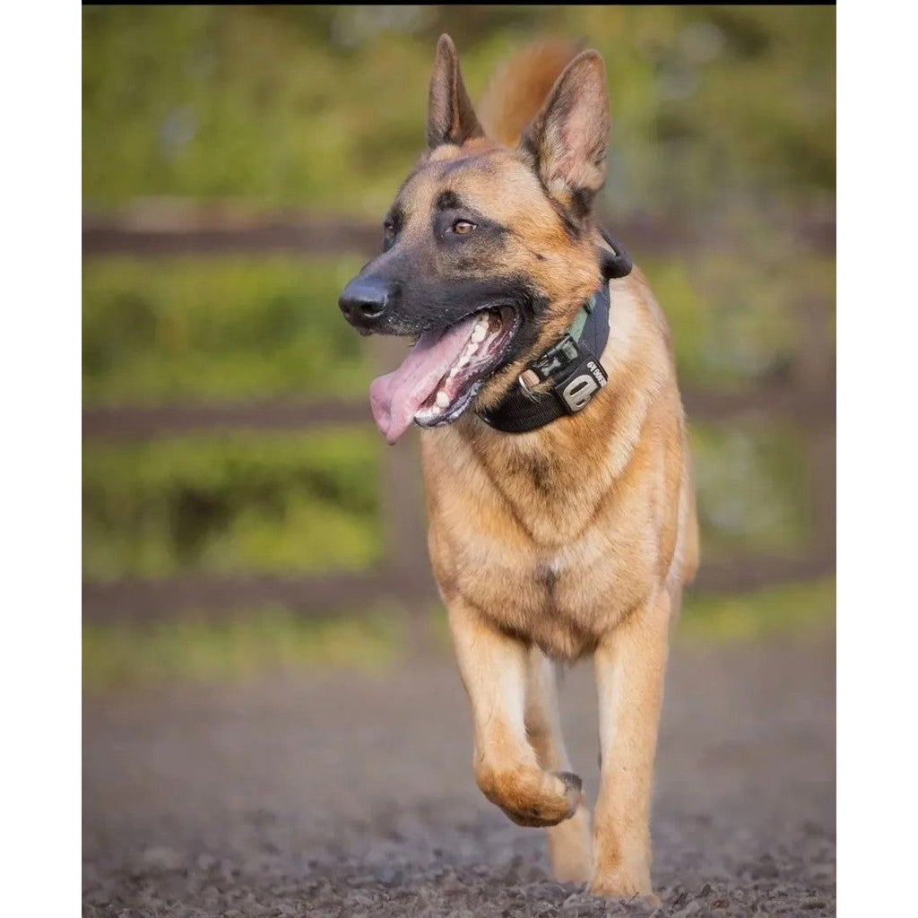 7cm Sport Collar Black