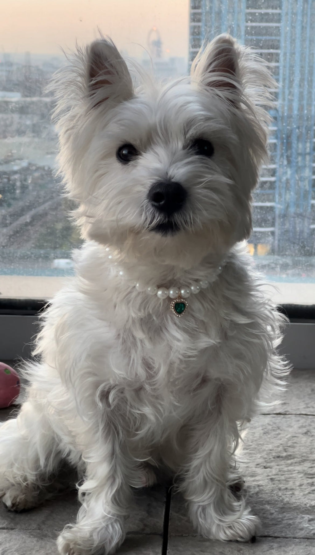 Royal Pearl Pet Necklace – Sapphire Heart Charm | Elegant Dog & Cat Jewelry