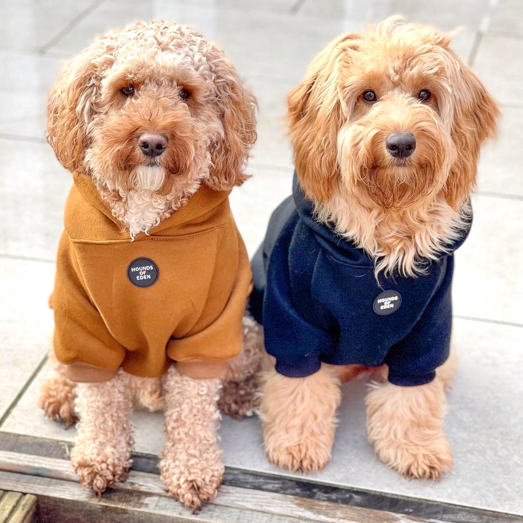 Dog Hoodie - Light Teal