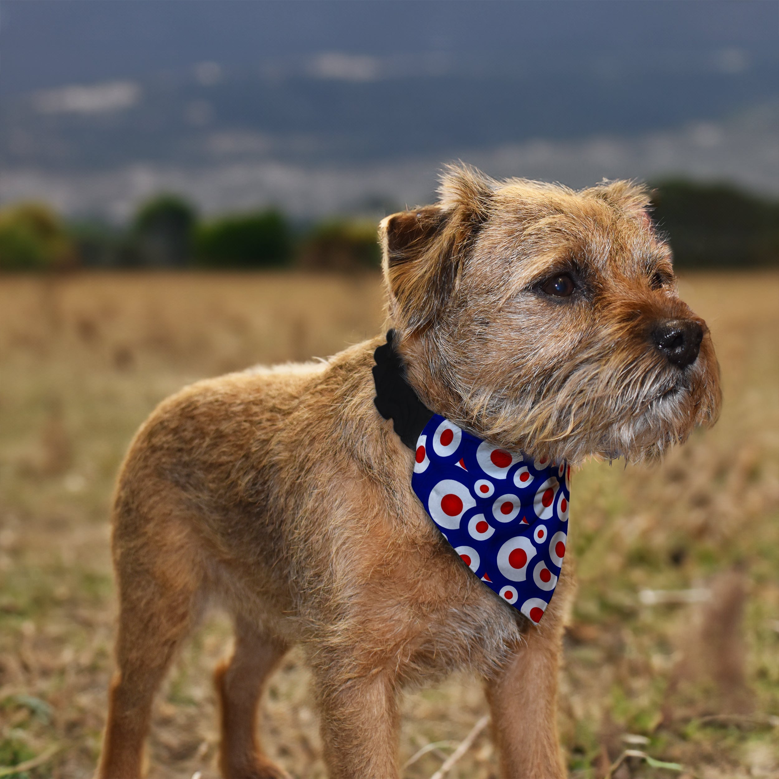 MOD - Blue - Dog Bandana - 4 Sizes