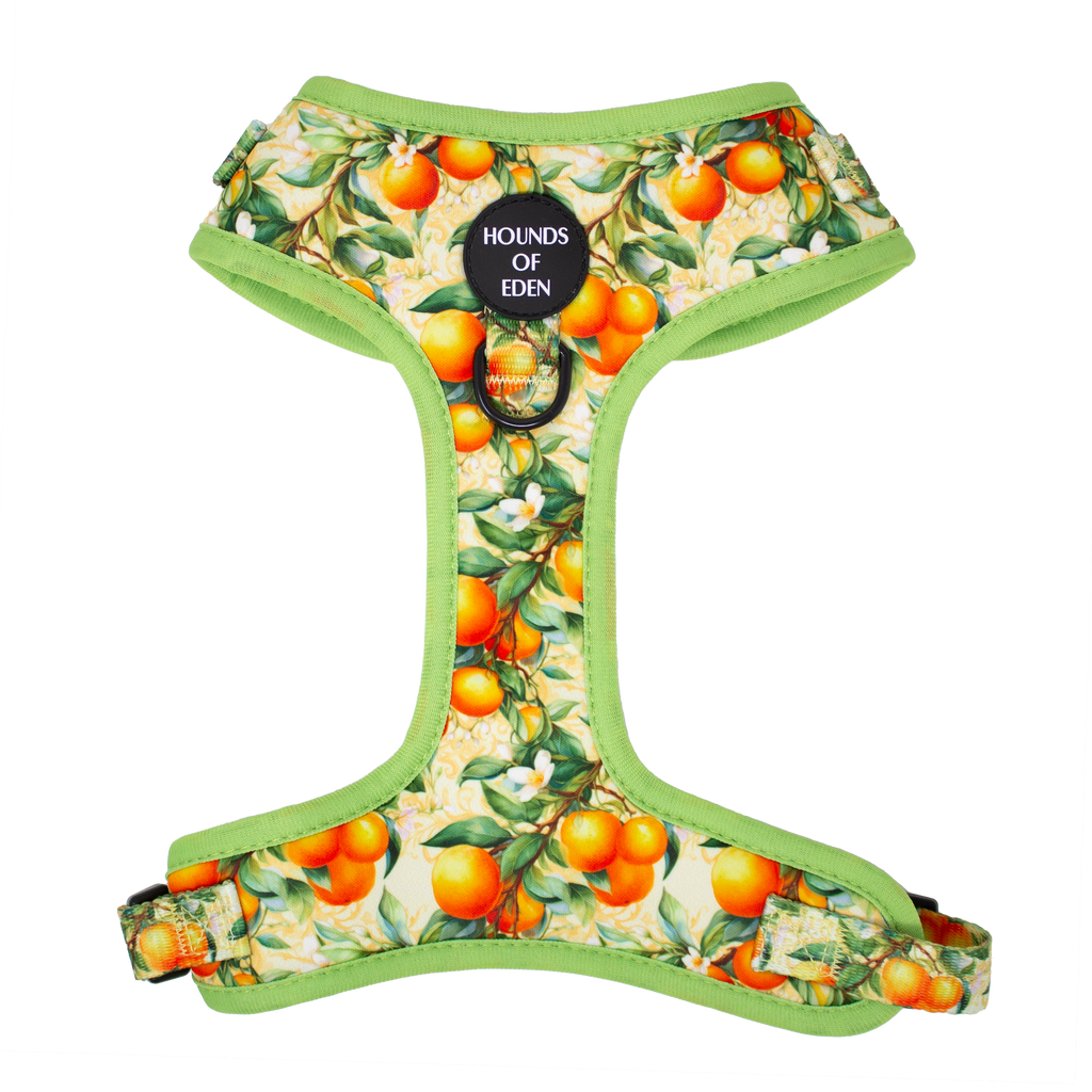 Simply the Zest - Oranges Dog Harness