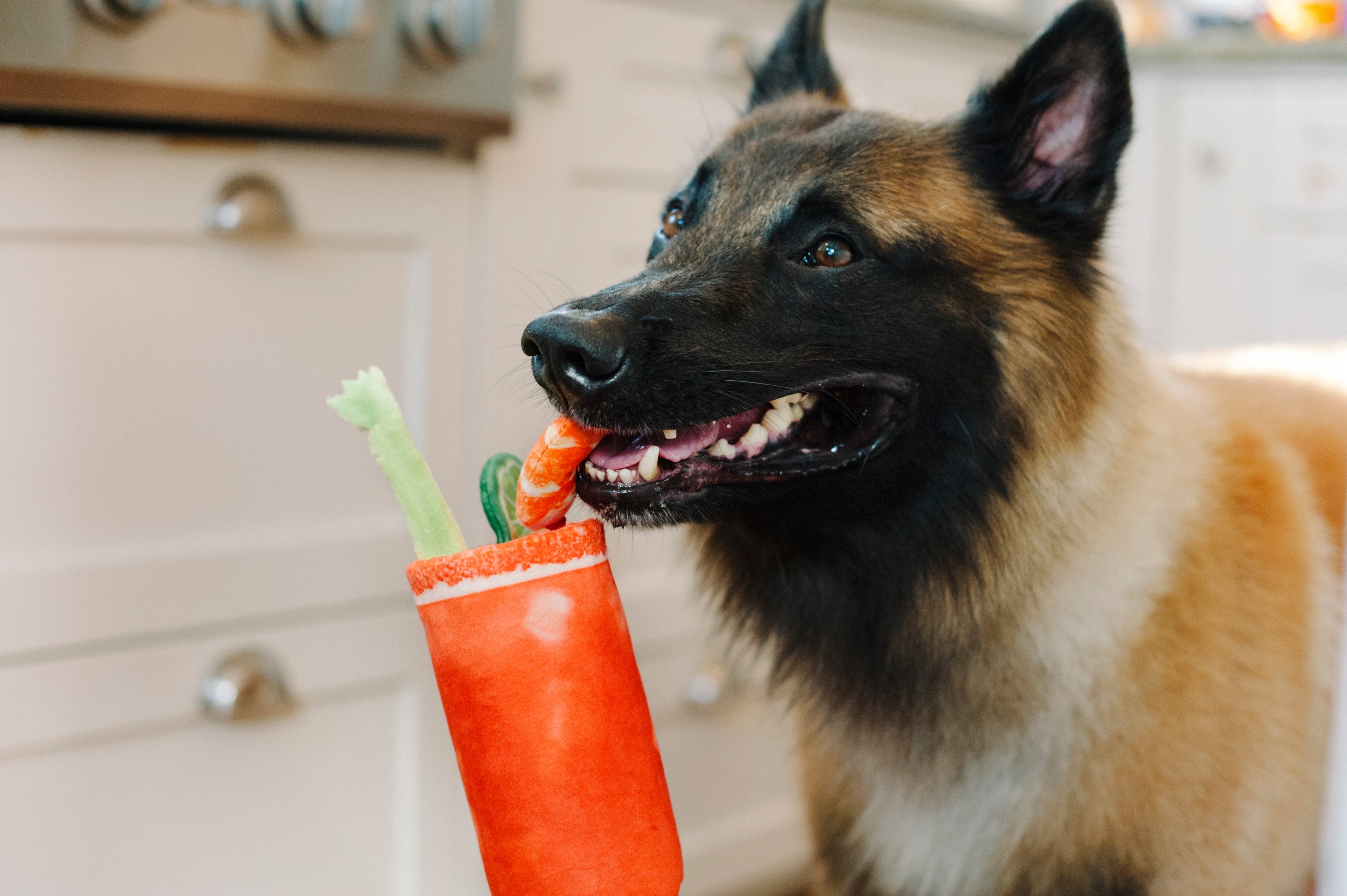 Buddy Mary dog toy