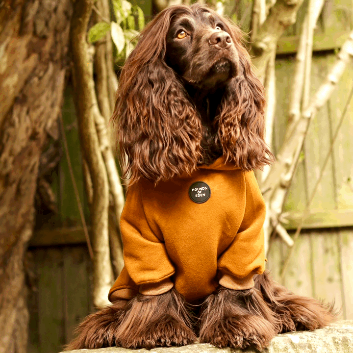 Dog Hoodie - Light Teal