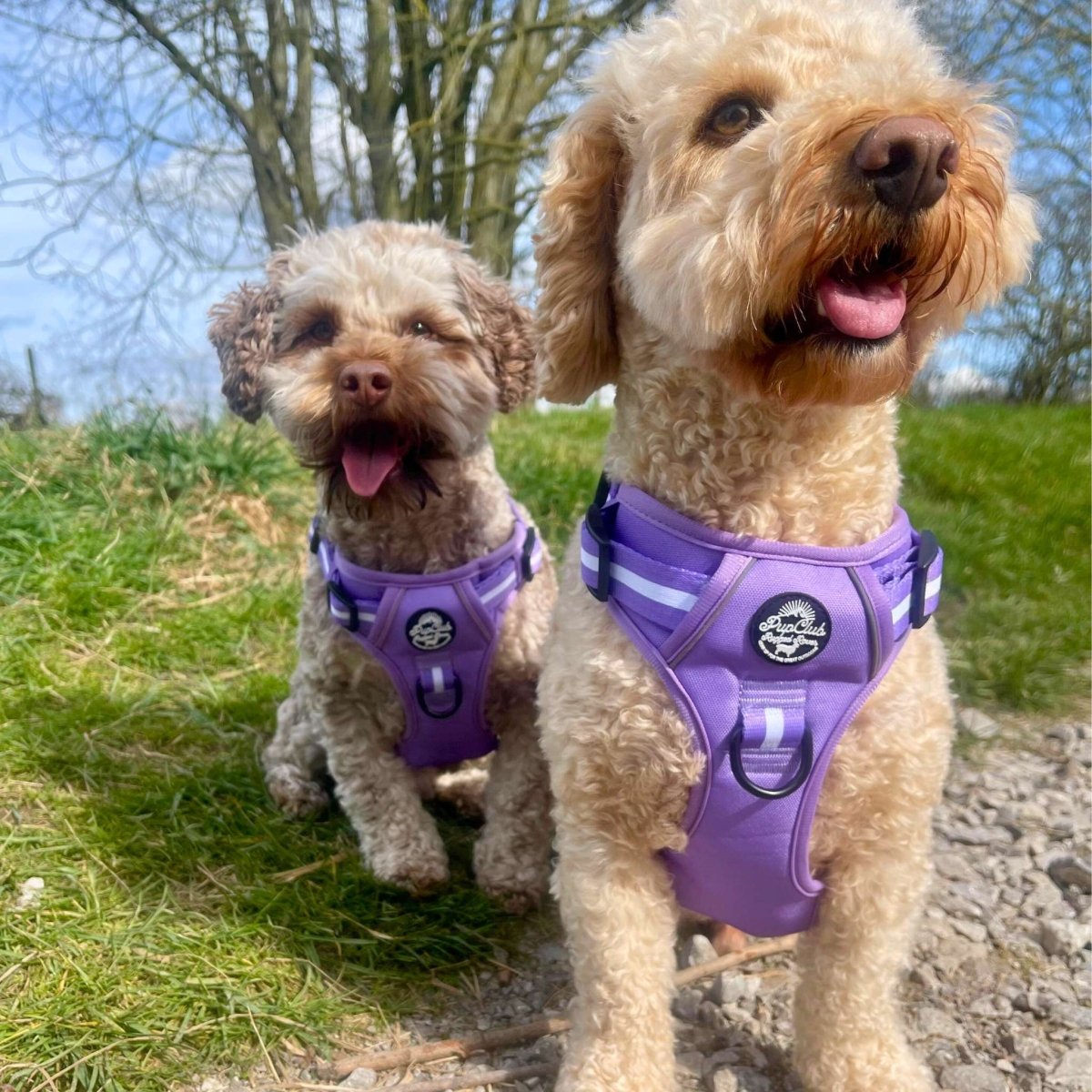 Rugged Rover™ Harness - Lilac Blush