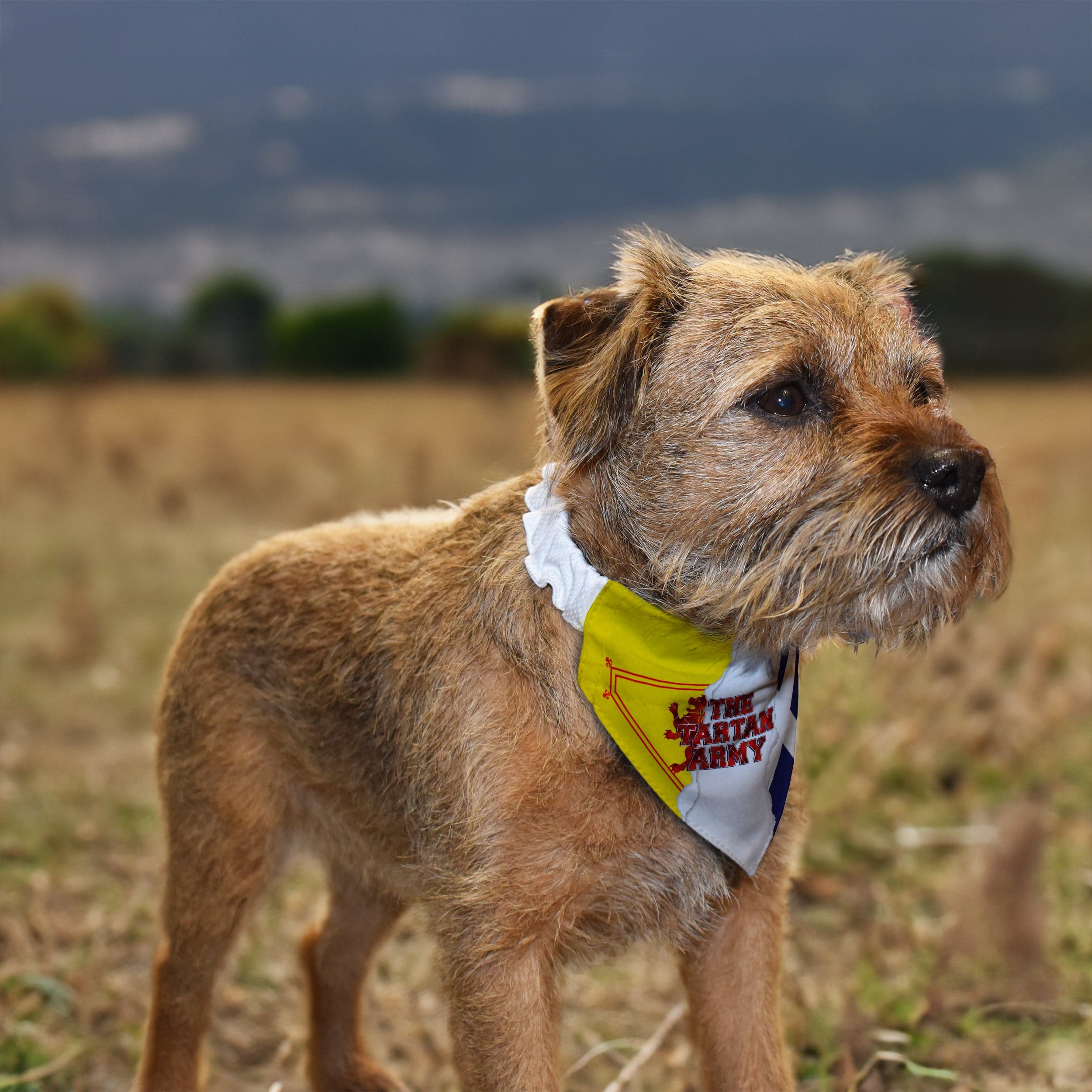 The Tartan Army Rip - Dog Bandana - 4 Sizes