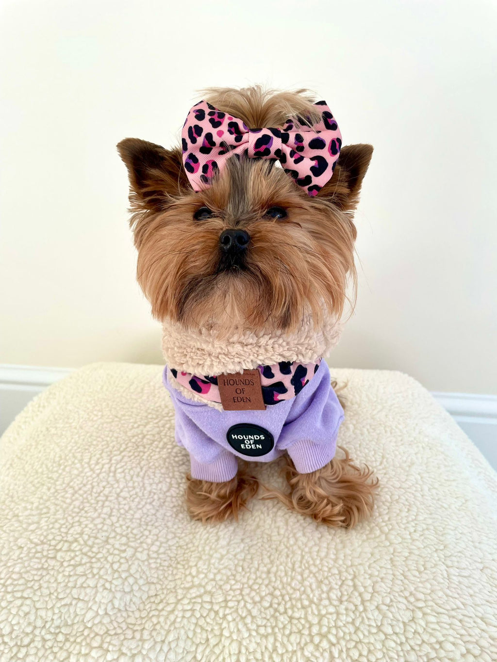 Dog Hoodie - Purple