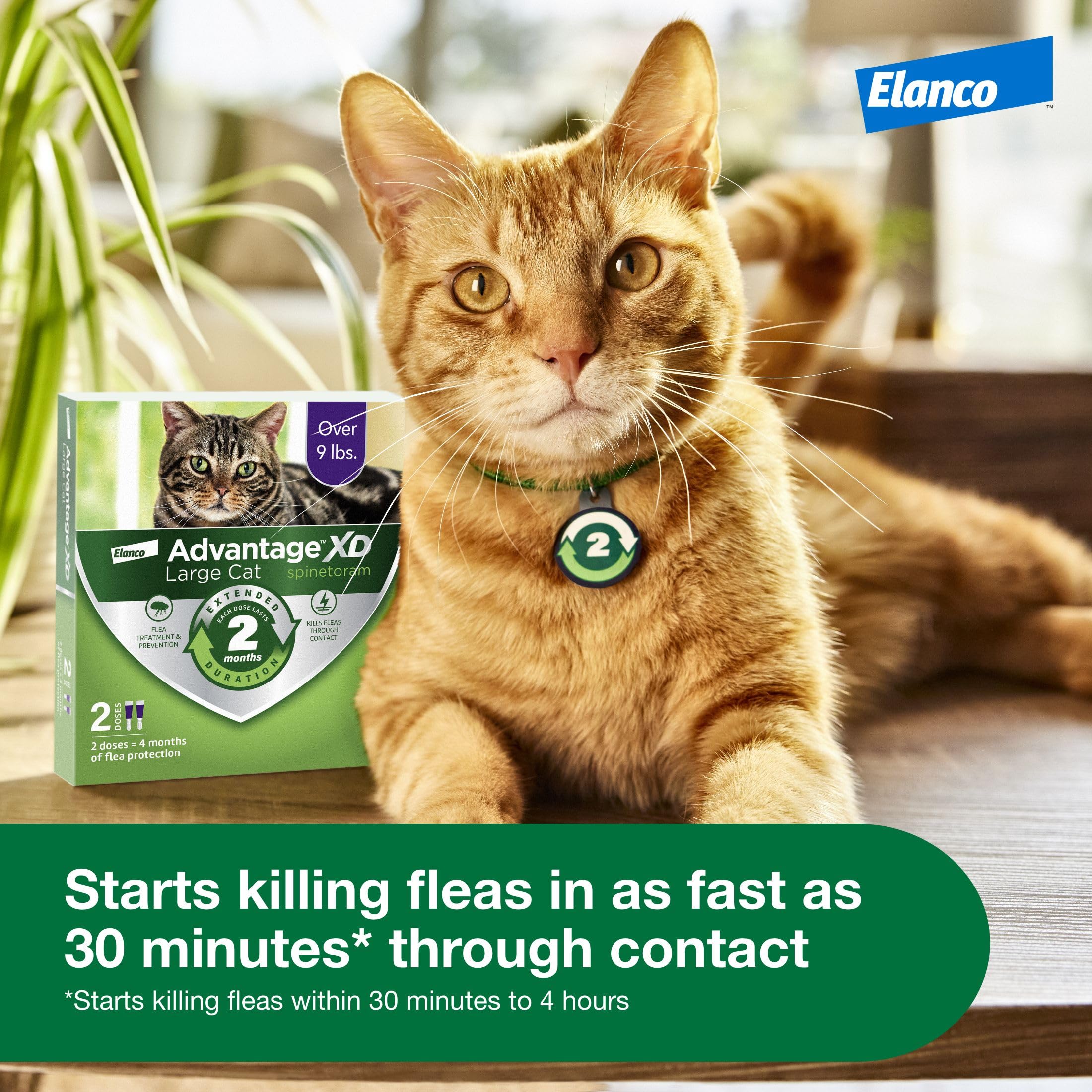 Advantage XD Large Cat Flea Treatment – 2-Month Doses for 9+ Lbs