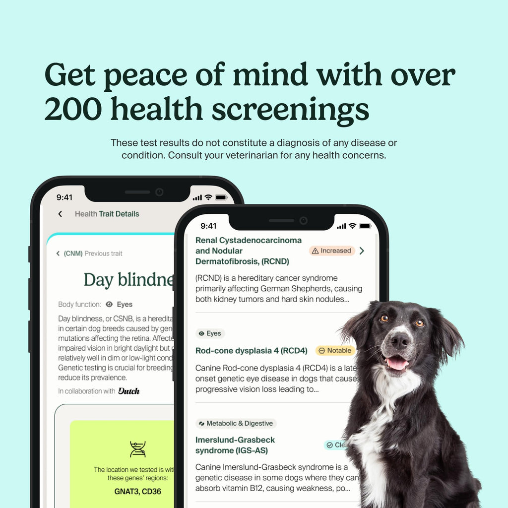 AncestryDNA Dog DNA Test – Breed Identification, Health & Trait Insights