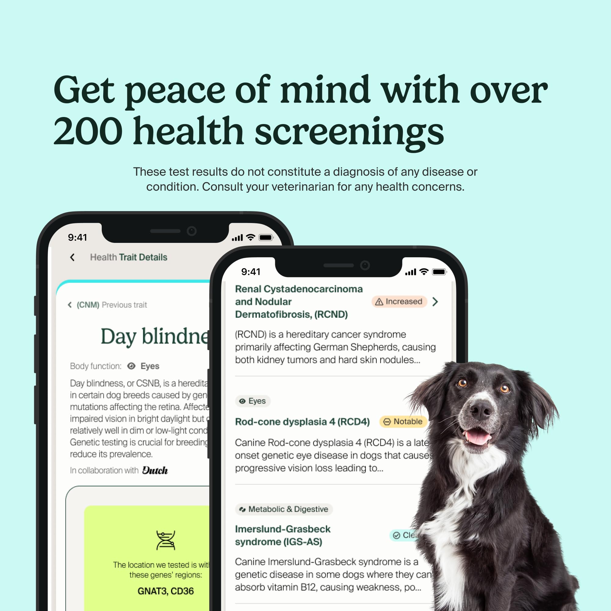AncestryDNA Dog DNA Test – Breed Identification, Health & Trait Insights