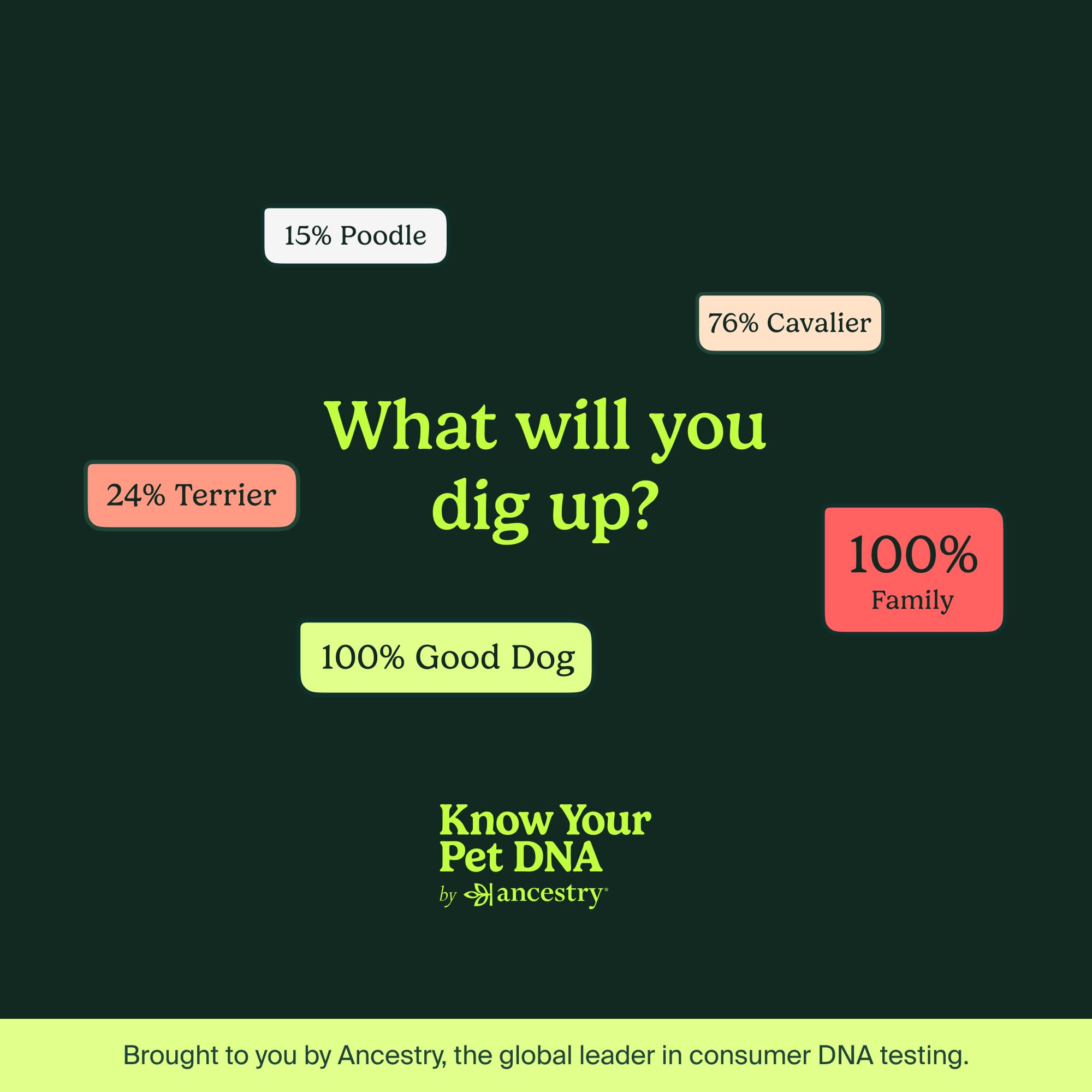 AncestryDNA Dog DNA Test – Breed Identification, Health & Trait Insights