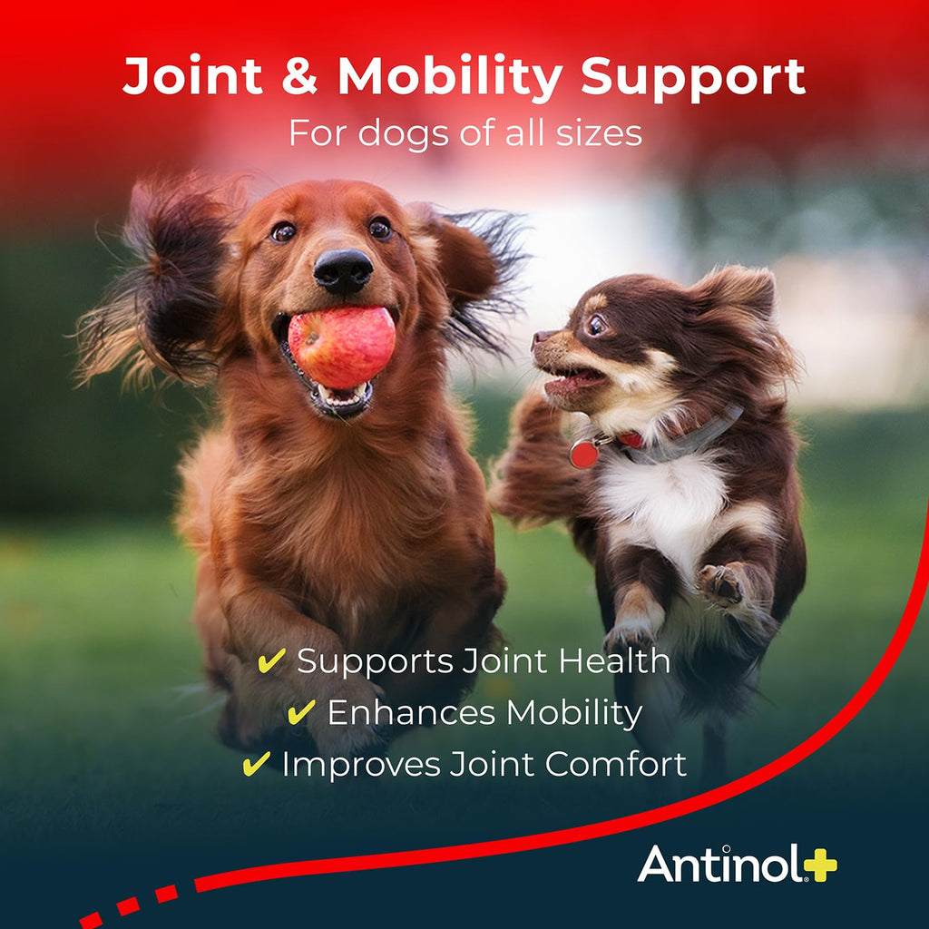 Antinol Plus Joint Support for Dogs | Green-Lipped Mussel & Krill Oil