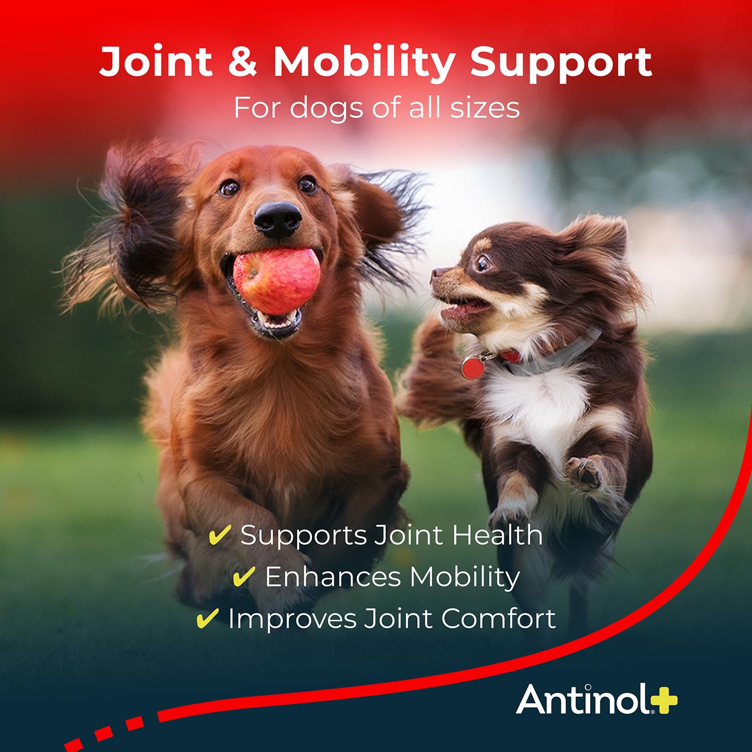 Antinol Plus Joint Support for Dogs | Green-Lipped Mussel & Krill Oil