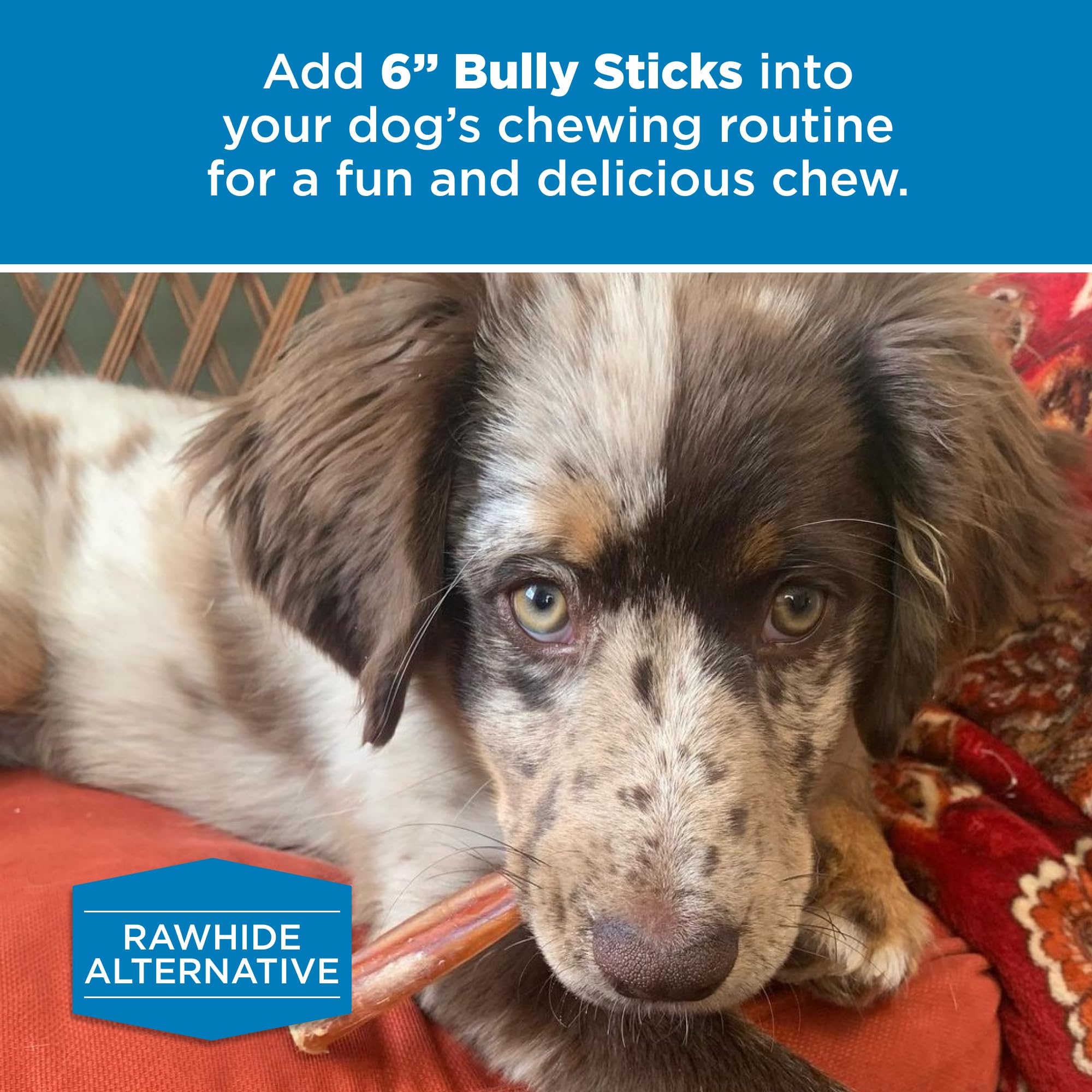 Best Bully Sticks 6in for Dogs – 50 Count, Natural, Easily Digestible, Grass-Fed Beef, Rawhide Free