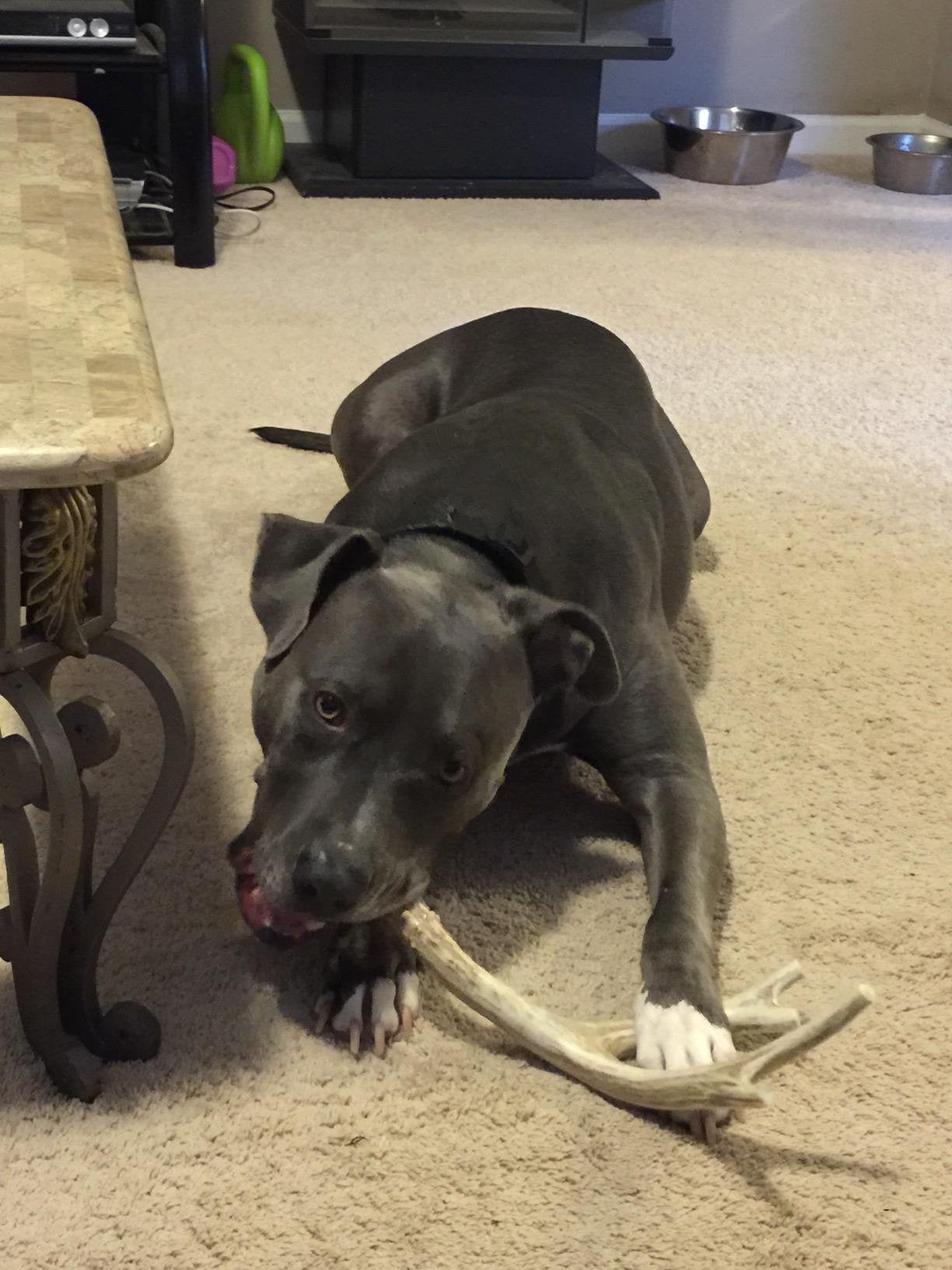 XL Deer Antler Dog Chew - Extra Large for Aggressive Chewers | Big Dog Antler Chews