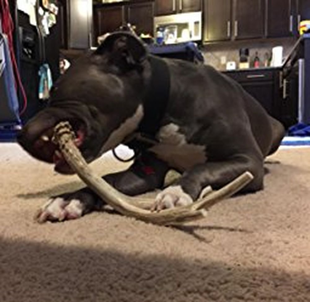 XL Deer Antler Dog Chew - Extra Large for Aggressive Chewers | Big Dog Antler Chews
