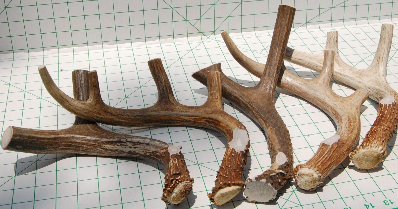 XL Deer Antler Dog Chew - Extra Large for Aggressive Chewers | Big Dog Antler Chews