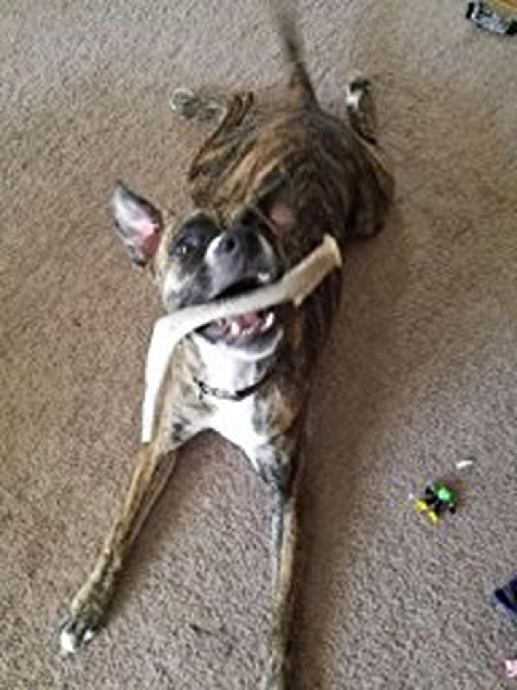 XL Deer Antler Dog Chew - Extra Large for Aggressive Chewers | Big Dog Antler Chews