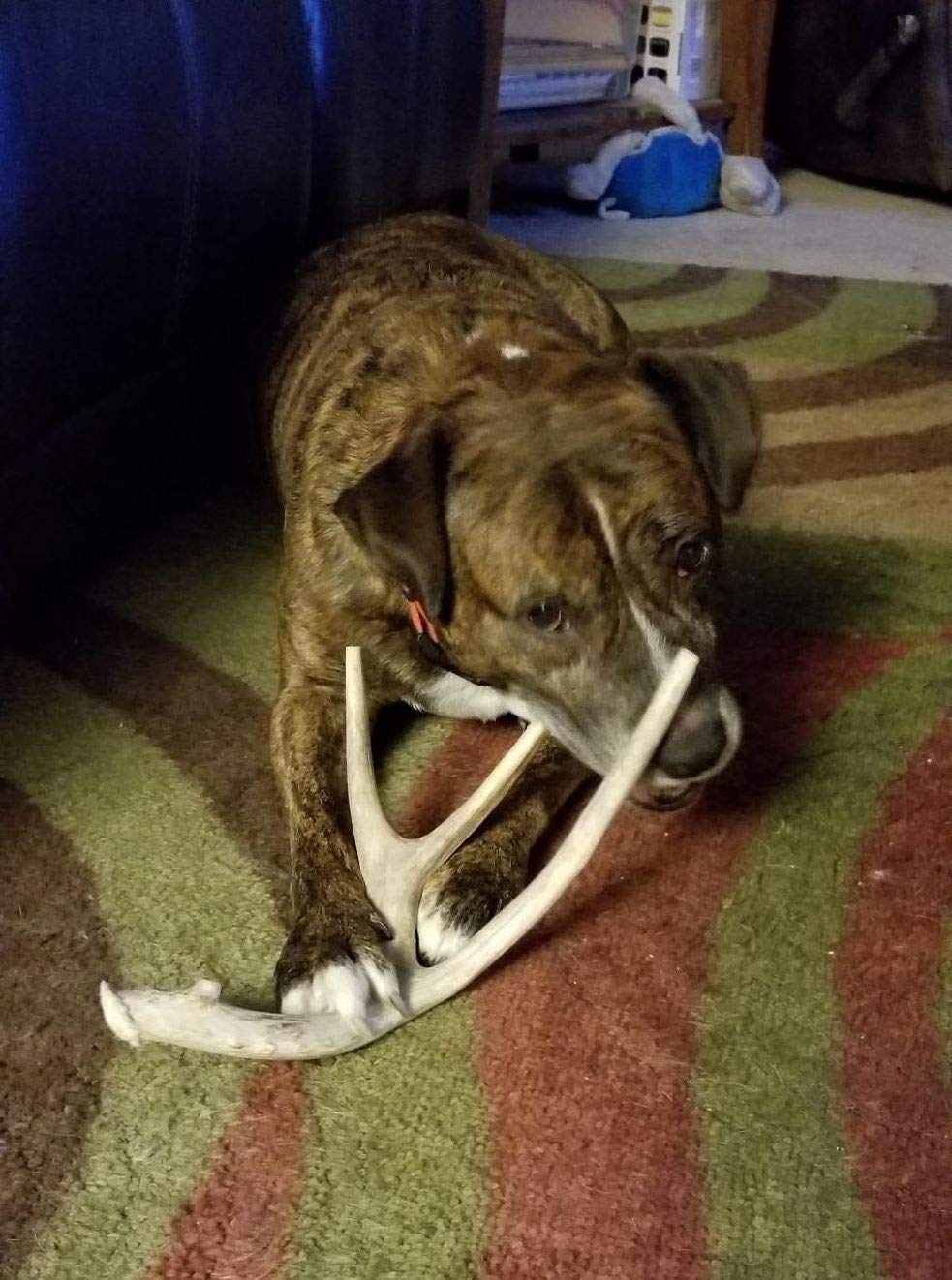 XL Deer Antler Dog Chew - Extra Large for Aggressive Chewers | Big Dog Antler Chews