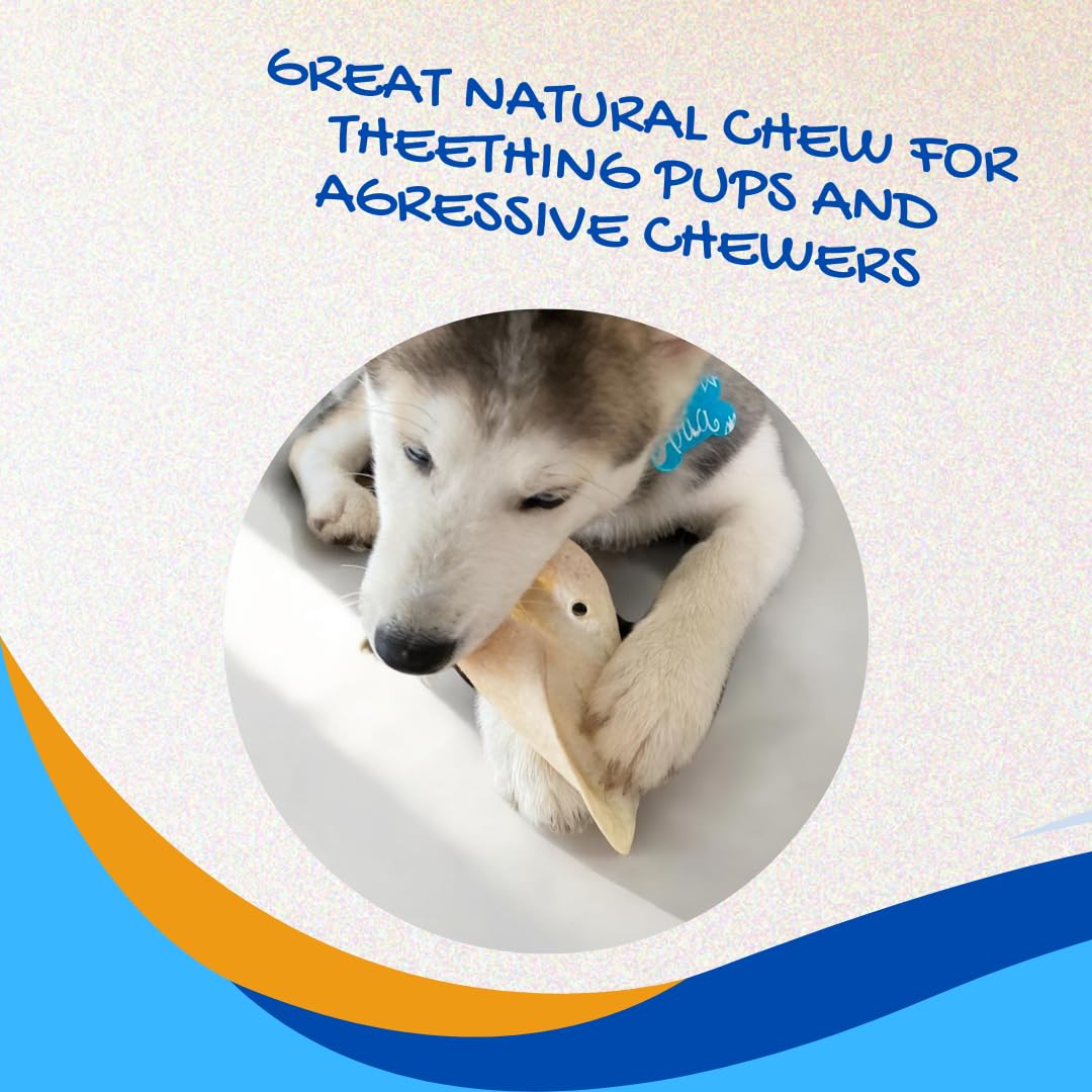 Brazilian Pet 100% Natural Cow Ears (50 Pack) – Free Range Grass-Fed Dog Chews