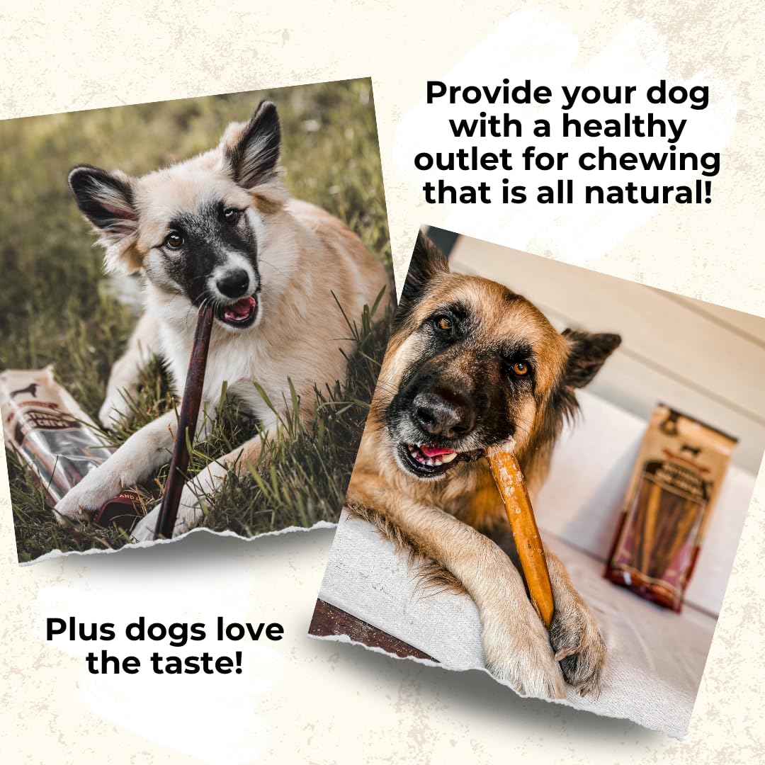 Bully Bunches Premium 6-Inch Odor-Free Bully Sticks for Small & Medium Dogs | Rawhide-Free, Single-Ingredient 100% Beef (10 Pack)