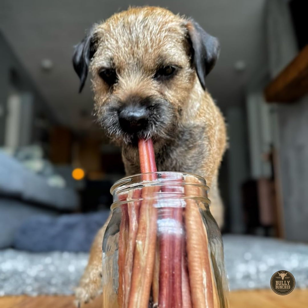 Bully Bunches Premium 6-Inch Odor-Free Bully Sticks for Small & Medium Dogs | Rawhide-Free, Single-Ingredient 100% Beef (10 Pack)