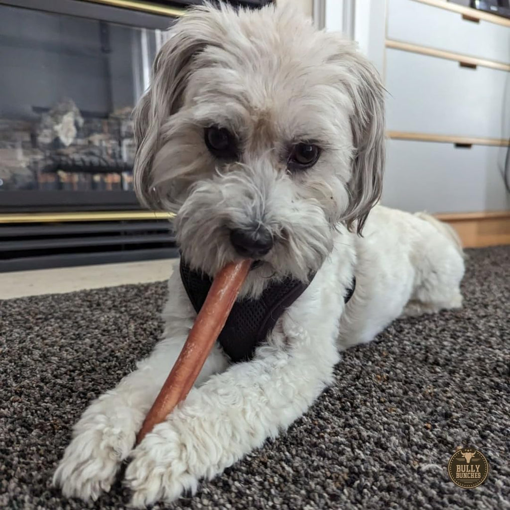 Bully Bunches Premium 6-Inch Odor-Free Bully Sticks for Small & Medium Dogs | Rawhide-Free, Single-Ingredient 100% Beef (10 Pack)