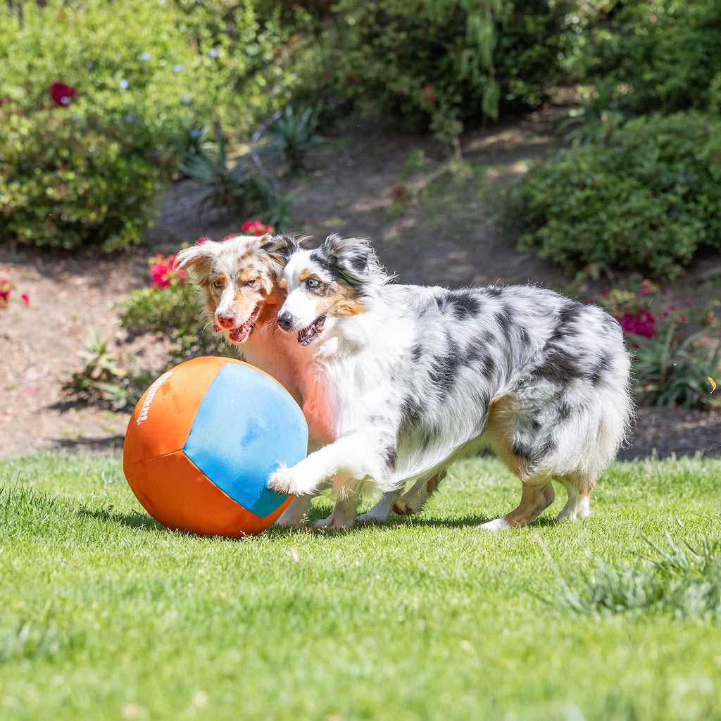 Chuckit! Big Air Fetch Ball (14 Inch) – Herding Instinct Dog Toy with Pump | All Breeds