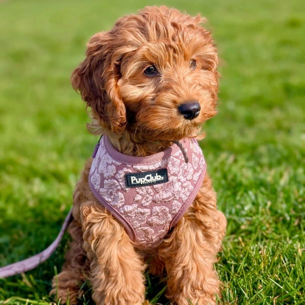 Luxe Adjustable Harness - Mocha Petals