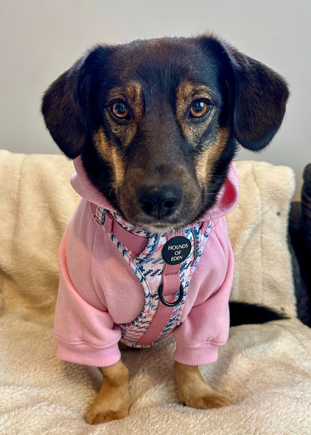 Dog Hoodie - Purple