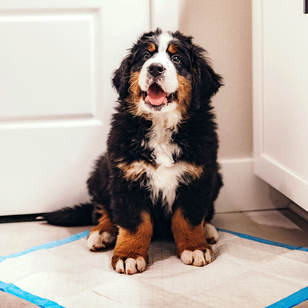 Four Paws Wee-Wee Superior Performance Unscented Pee Pads – 22 x 23, 100 Count