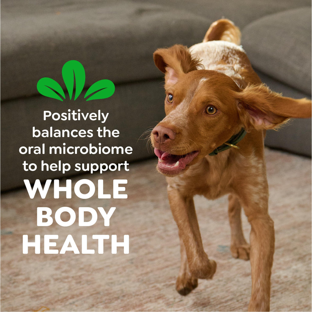 Greenies Vet-Recommended Large-Dog Dental Treats — Fresh Flavor, Original Flavor & Blueberry (3x12 oz)