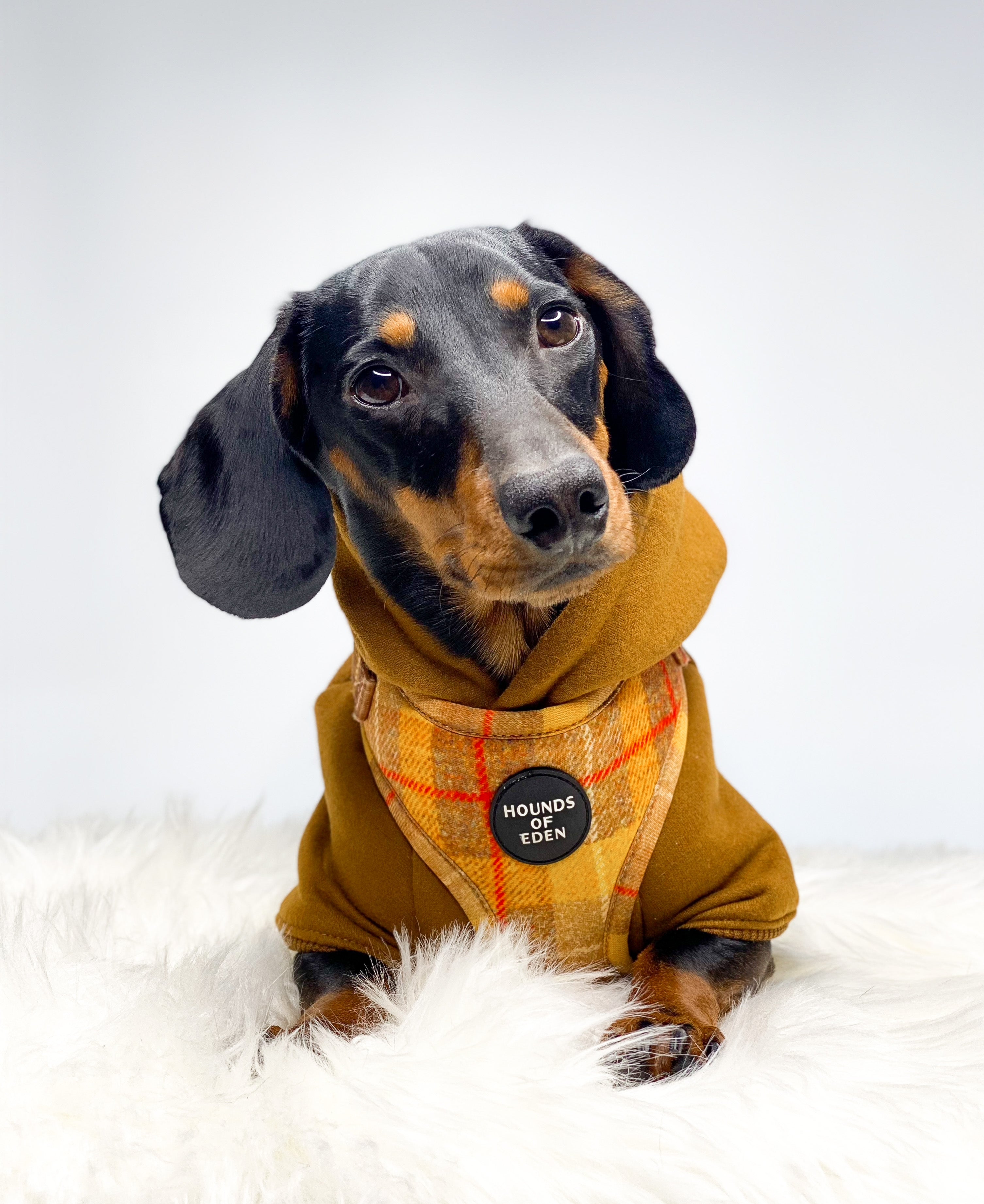 'Honey' - Yellow Check Dog Harness