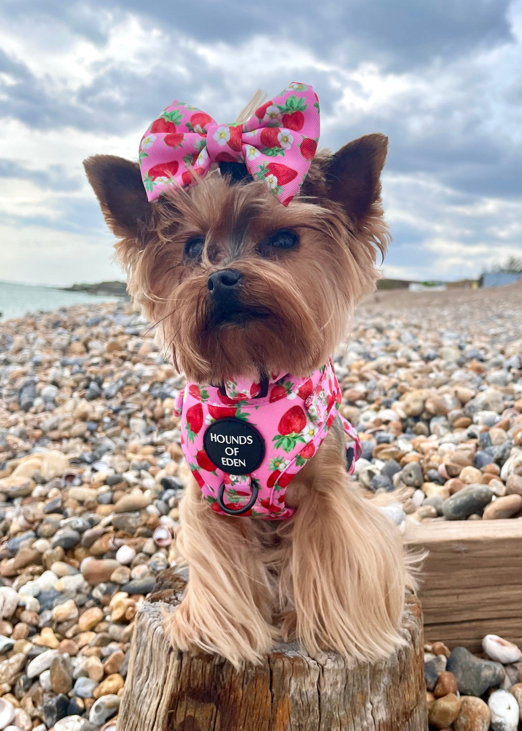 Strawberry Patch Design Dog Collar
