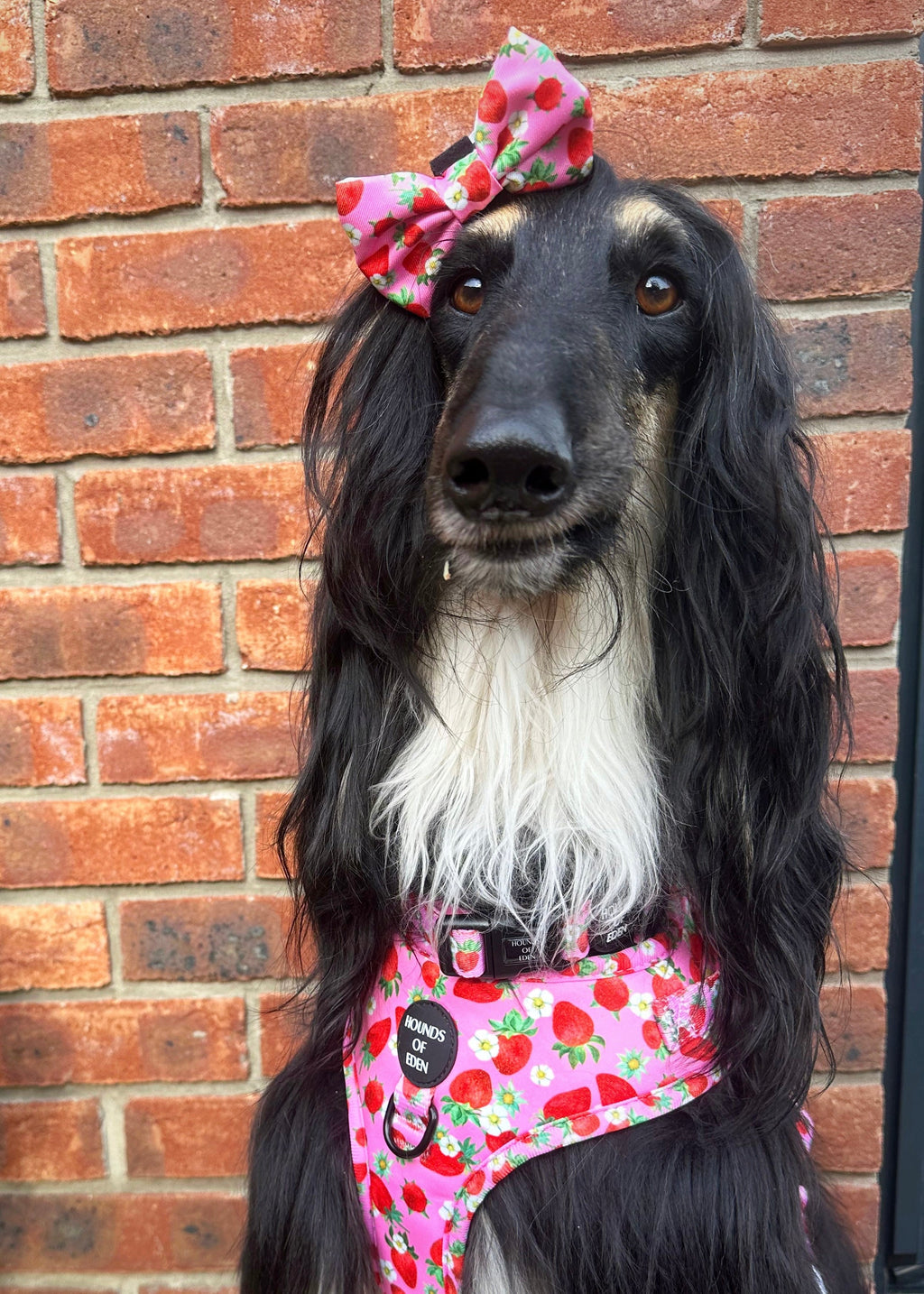 Strawberry Patch Design Dog Harness