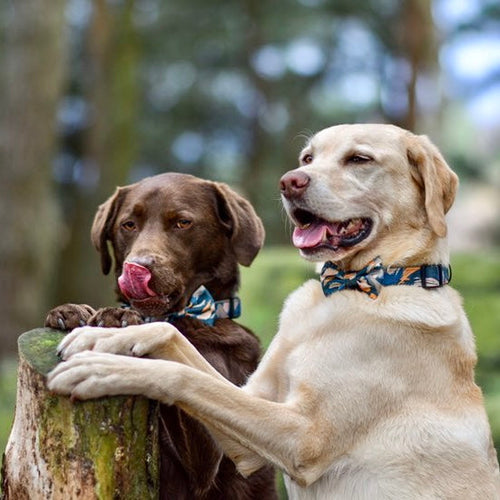 'Brush It Off' Dog Bow