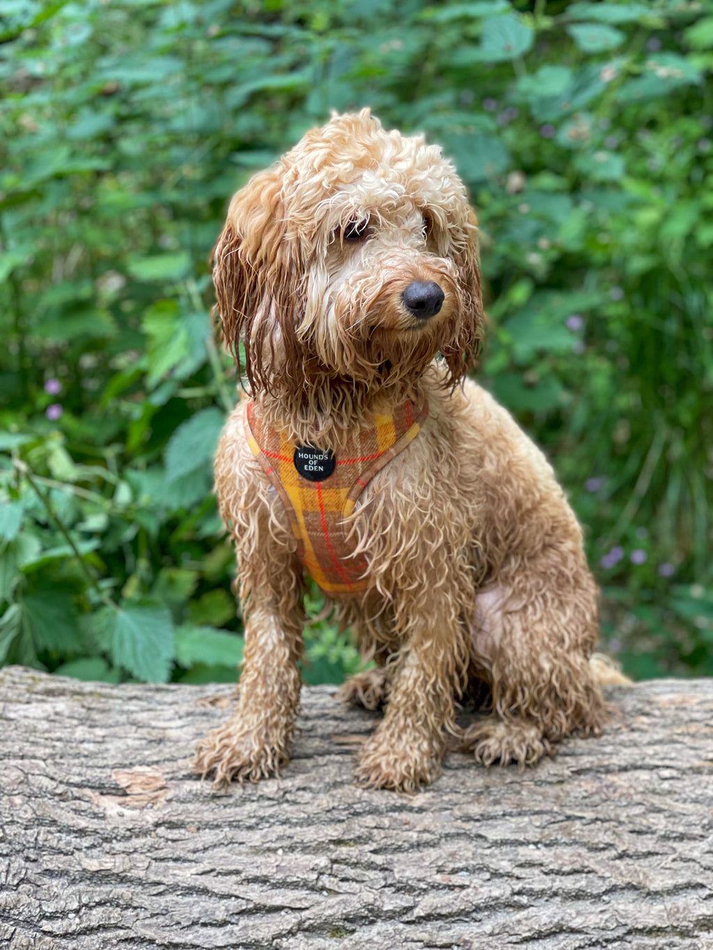 'Honey' - Yellow Check Dog Harness