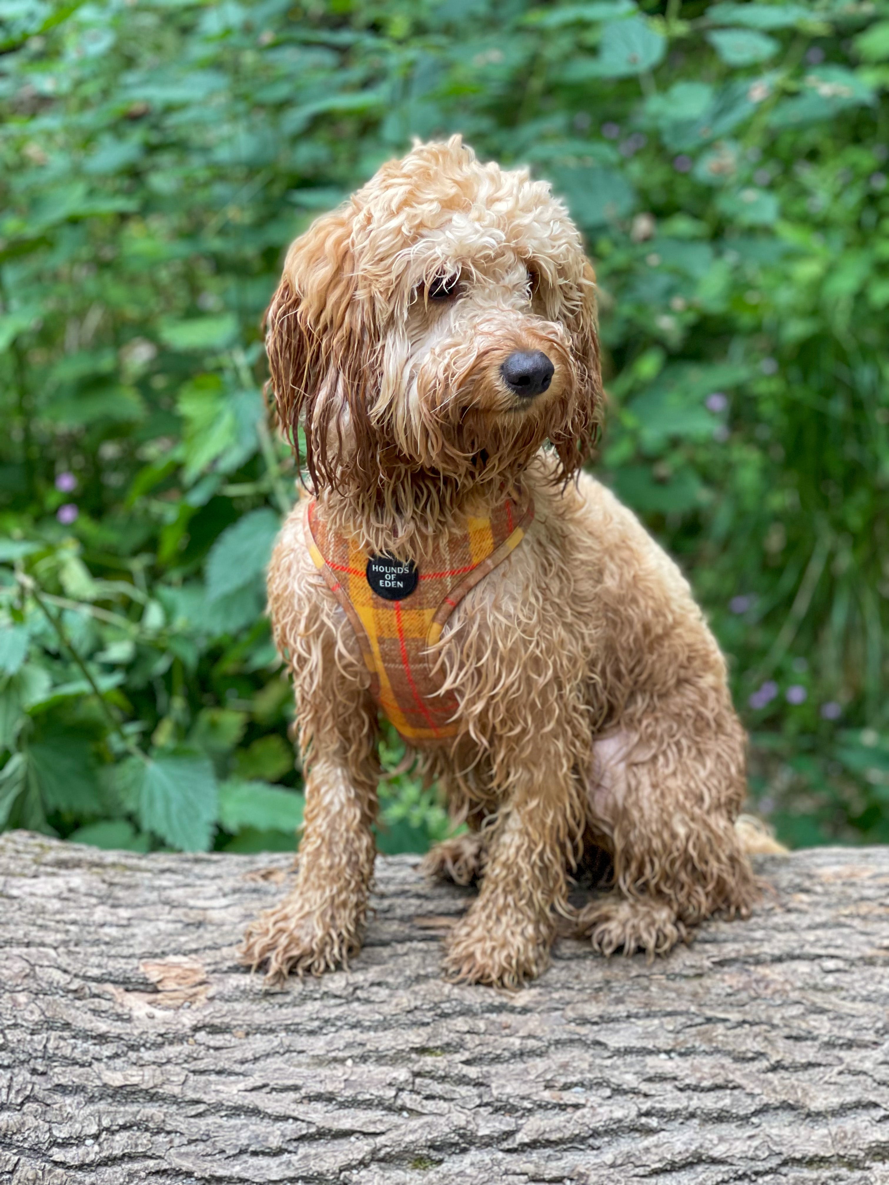 'Honey' - Yellow Check Dog Harness