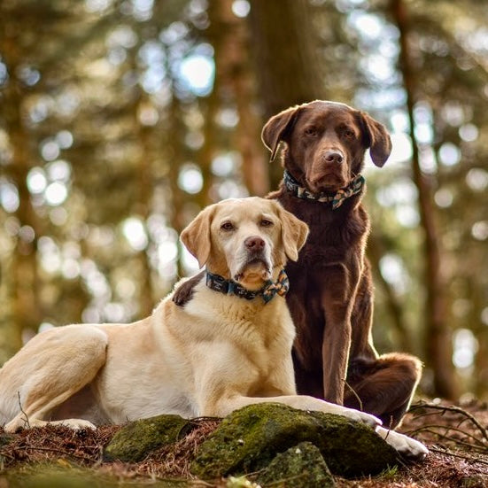 Supaw Strong™ 'Brush It Off' Utility Harness