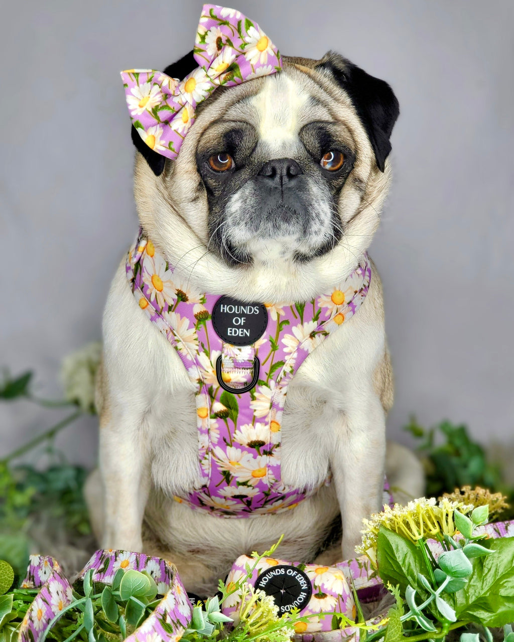 Daisy Dreams Design Dog Collar